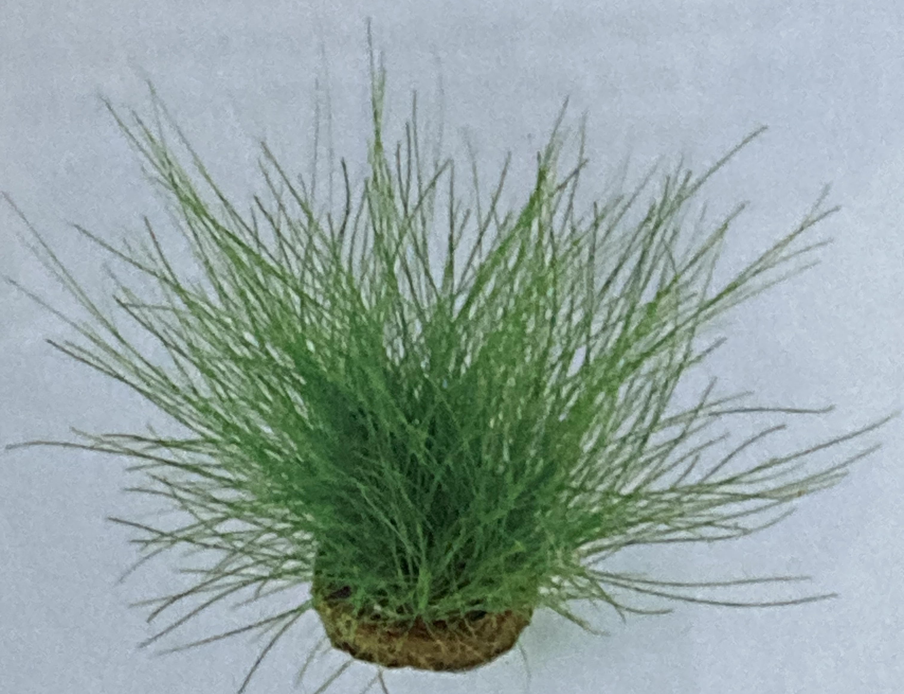 Eléocharis acicularis